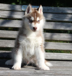 Siberian Husky Nordic Fire