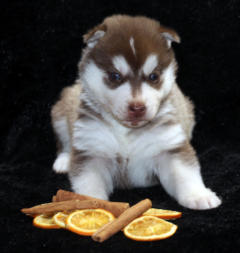 Siberian Husky Nordic Fire