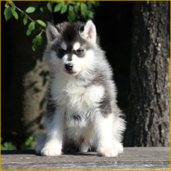 Siberian Husky Nordic Fire