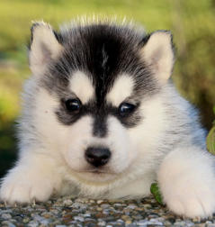 Siberian Husky Nordic Fire