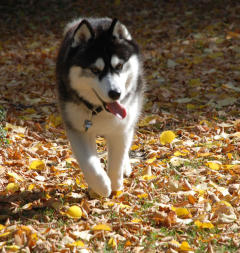 Siberian Husky Nordic Fire