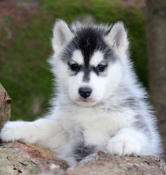 Siberian Husky Nordic Fire