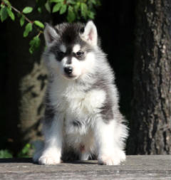 Siberian Husky Nordic Fire