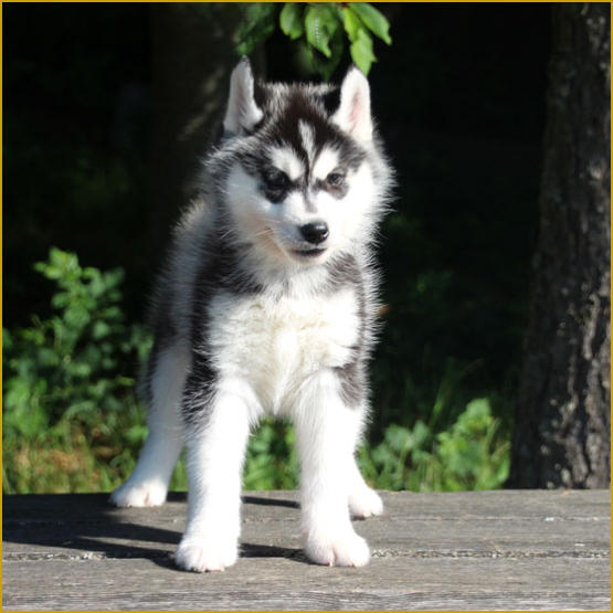 Siberian Husky Nordic Fire