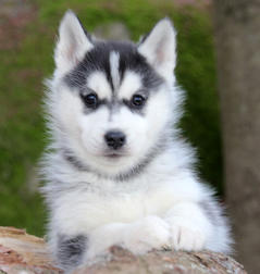 Siberian Husky Nordic Fire