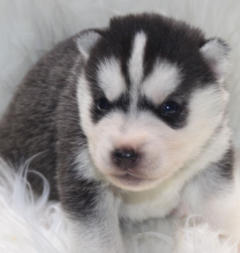 Siberian Husky Nordic Fire