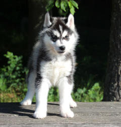 Siberian Husky Nordic Fire