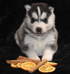 Siberian Husky Nordic Fire