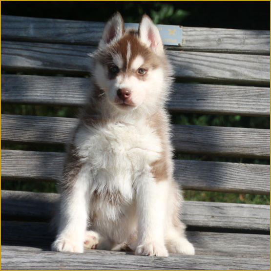 Siberian Husky Nordic Fire