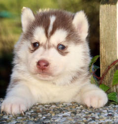 Siberian Husky Nordic Fire