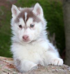 Siberian Husky Nordic Fire