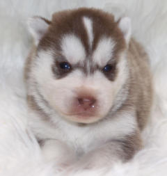 Siberian Husky Nordic Fire