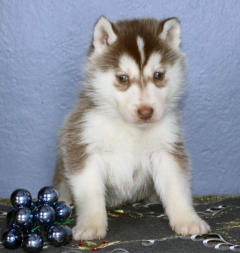 Siberian Husky Nordic Fire