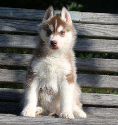 Siberian Husky Nordic Fire