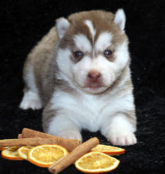 Siberian Husky Nordic Fire