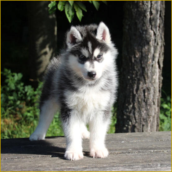 Siberian Husky Nordic Fire