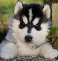 Siberian Husky Nordic Fire