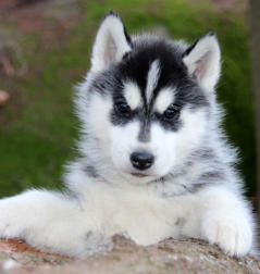 Siberian Husky Nordic Fire