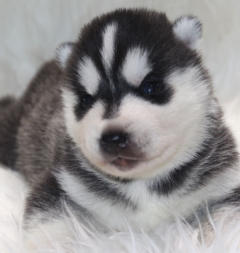 Siberian Husky Nordic Fire