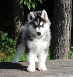 Siberian Husky Nordic Fire