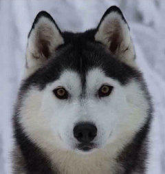 Siberian Husky Nordic Fire