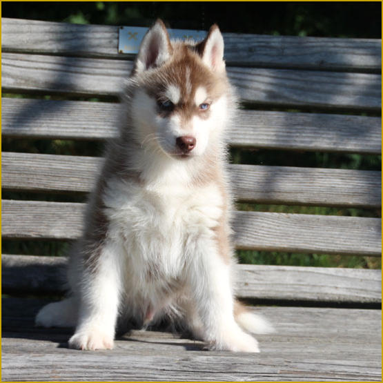 Siberian Husky Nordic Fire