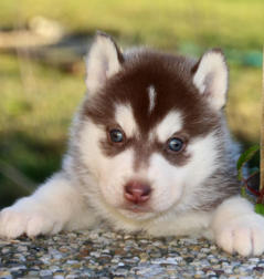 Siberian Husky Nordic Fire