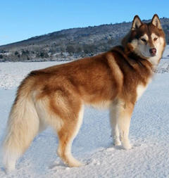 Siberian Husky Nordic Fire