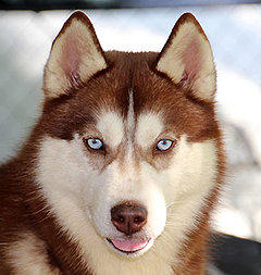 Siberian Husky Nordic Fire