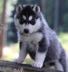 Siberian Husky Nordic Fire