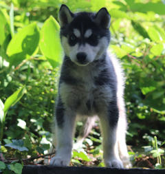 Siberian Husky Nordic Fire