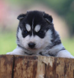 Siberian Husky Nordic Fire