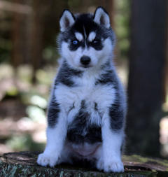 Siberian Husky Nordic Fire