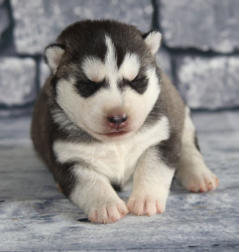 Siberian Husky Nordic Fire