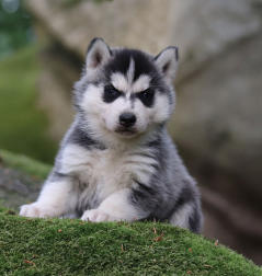 Siberian Husky Nordic Fire