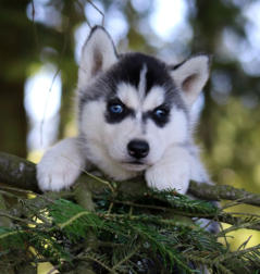 Siberian Husky Nordic Fire