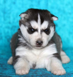 Siberian Husky Nordic Fire