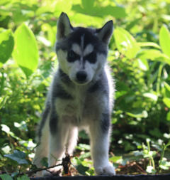 Siberian Husky Nordic Fire