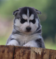 Siberian Husky Nordic Fire