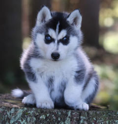 Siberian Husky Nordic Fire