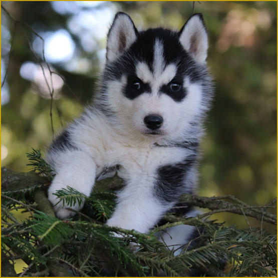 Siberian Husky Nordic Fire