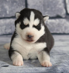 Siberian Husky Nordic Fire