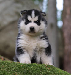 Siberian Husky Nordic Fire