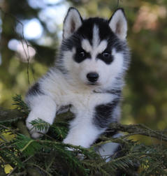 Siberian Husky Nordic Fire