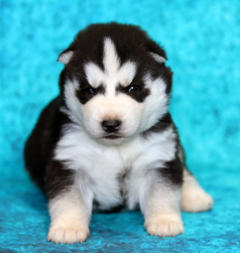 Siberian Husky Nordic Fire