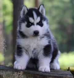 Siberian Husky Nordic Fire