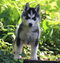 Siberian Husky Nordic Fire