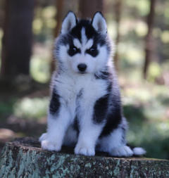 Siberian Husky Nordic Fire