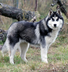 Siberian Husky Nordic Fire