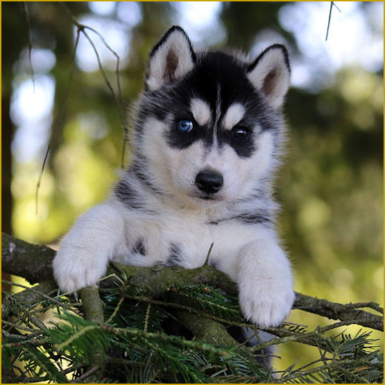 Siberian Husky Nordic Fire